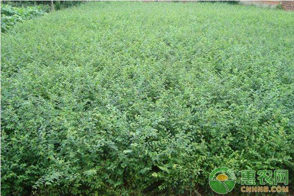 小叶女贞的种植方法