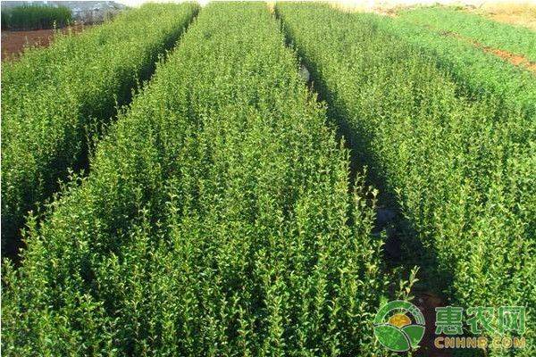 小叶女贞的种植方法