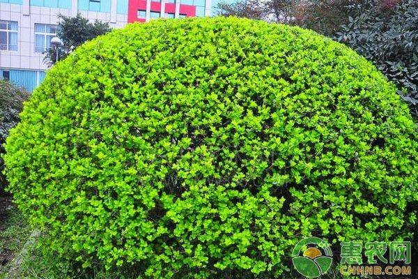 小叶女贞的种植方法