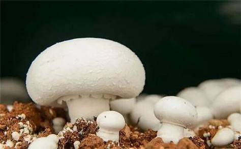 蘑菇种植技术要点