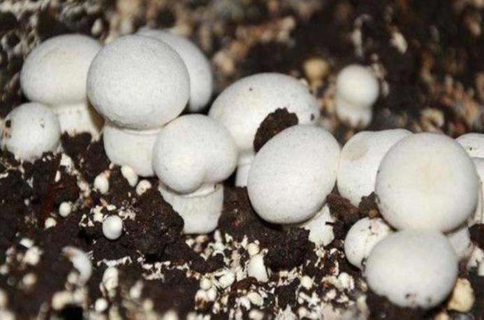 蘑菇种植技术要点