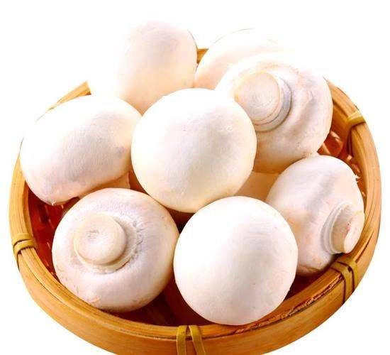 蘑菇种植技术要点