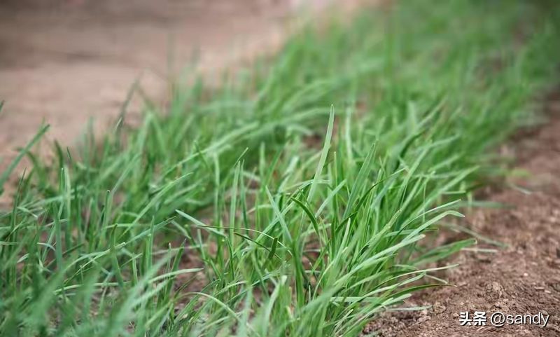 韭菜种植最简单方法