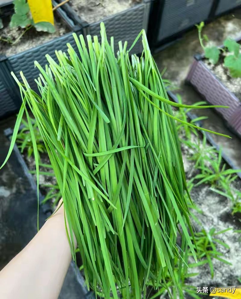 韭菜种植最简单方法