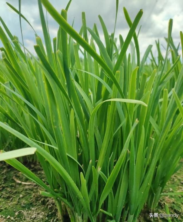 韭菜种植最简单方法
