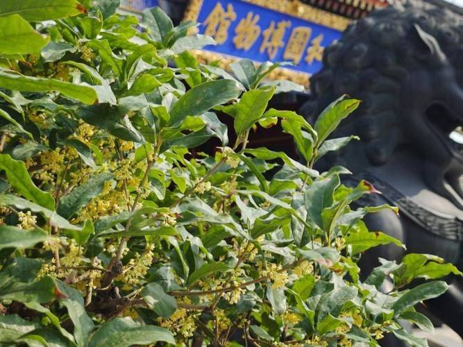 桂花树种子种植技术