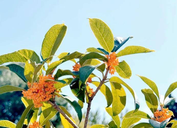 桂花树种子种植技术