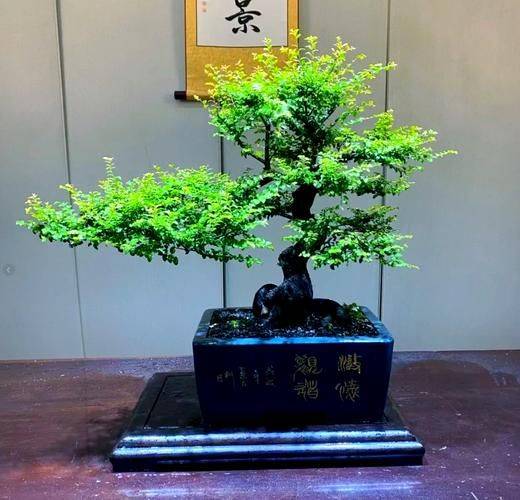 小叶紫檀种植方法