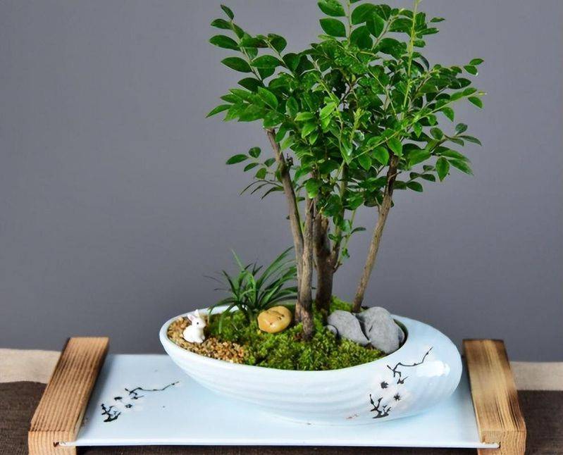小叶紫檀种植方法
