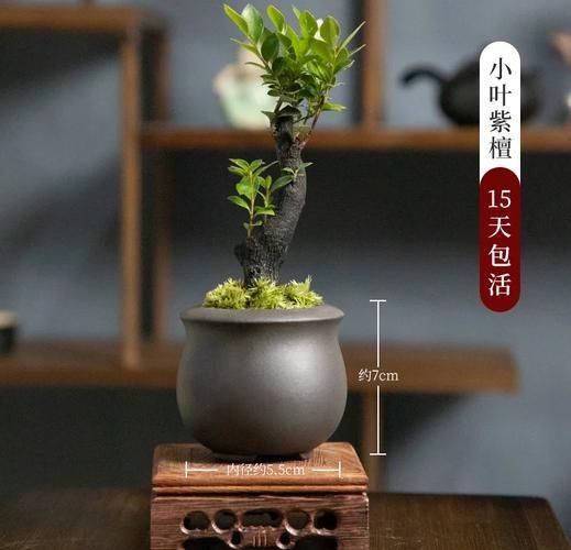 小叶紫檀种植方法