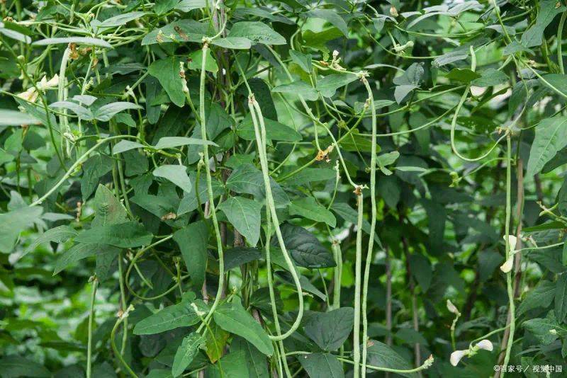 豆苗的种植方法