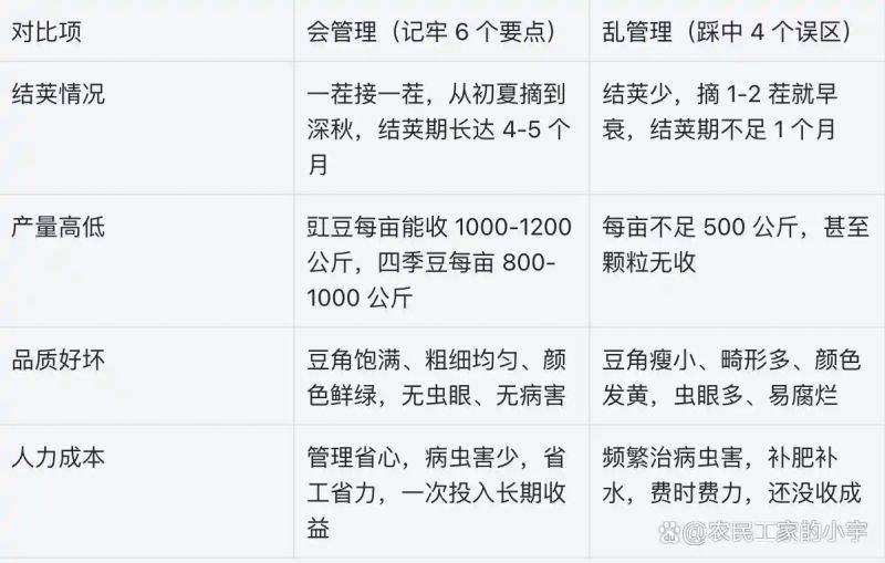 豆苗的种植方法