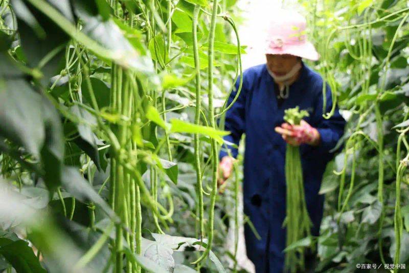 豆苗的种植方法