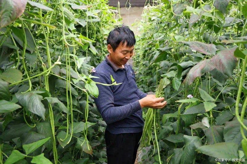 豆苗的种植方法