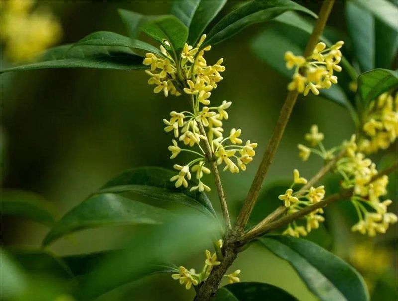 桂花树种子种植技术