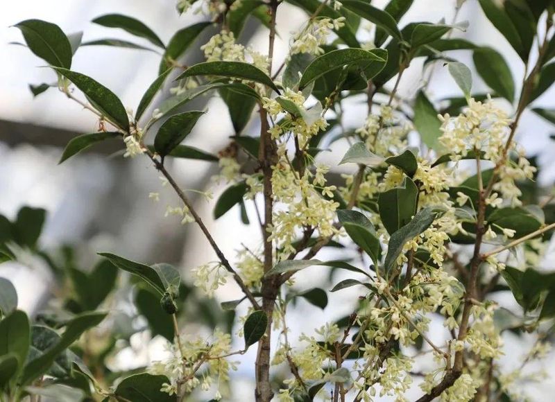 桂花树种子种植技术