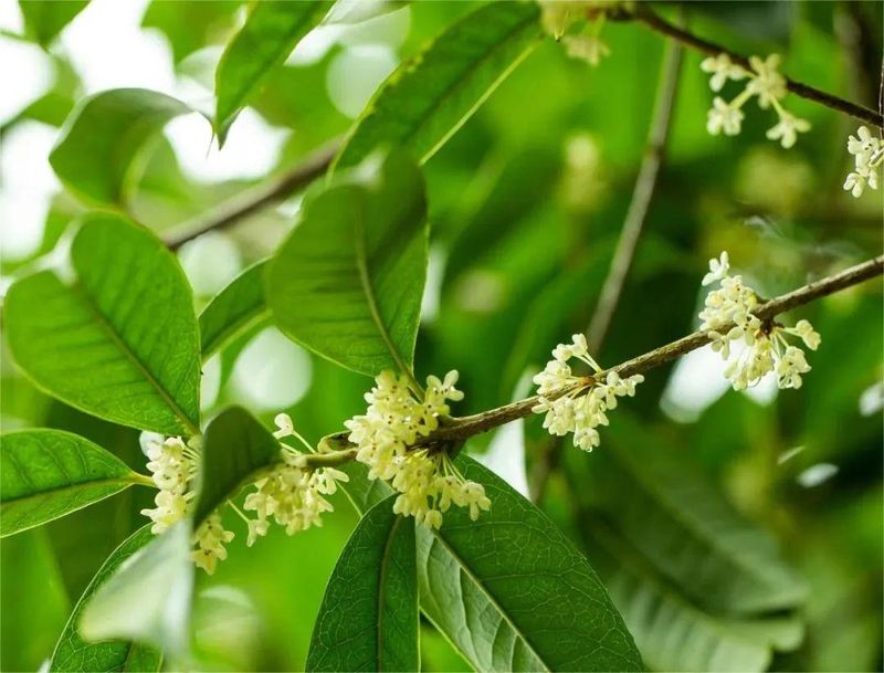 桂花树种子种植技术