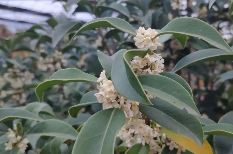 桂花树种子种植技术