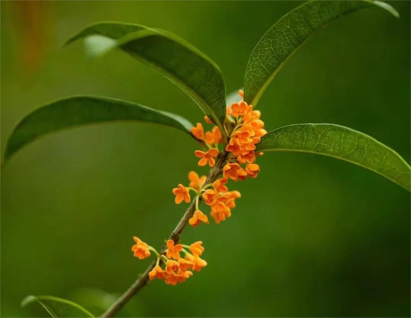 桂花树种子种植技术