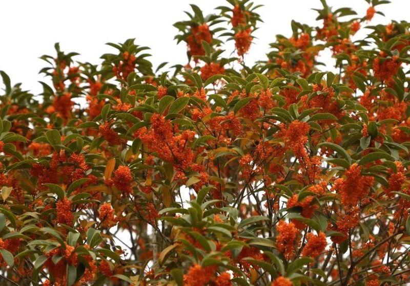 桂花树种子种植技术