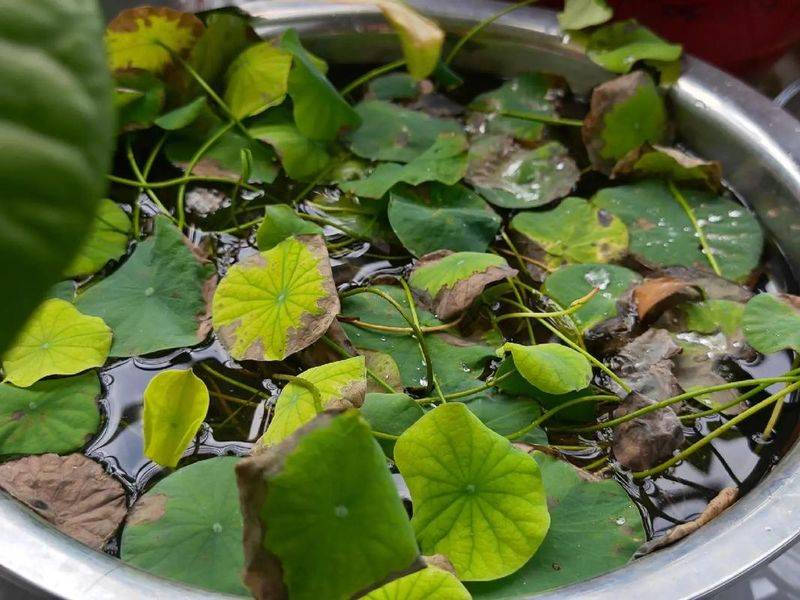 碗莲无土种植方法图解