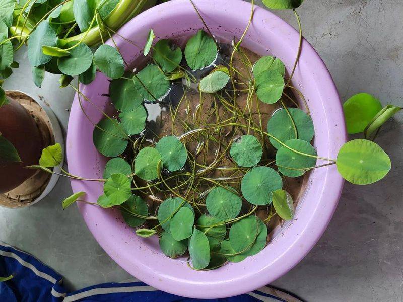碗莲无土种植方法图解
