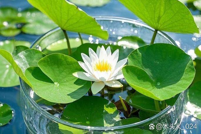 碗莲无土种植方法图解