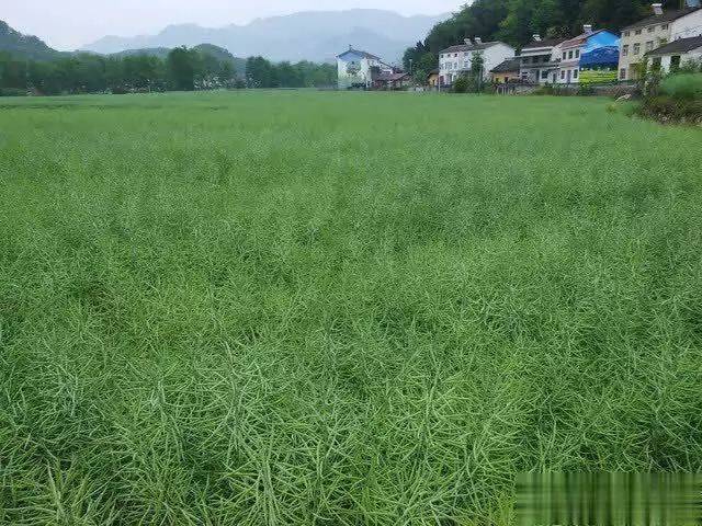 油菜种植方法