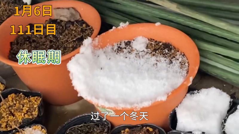 黄桃树的种植技术