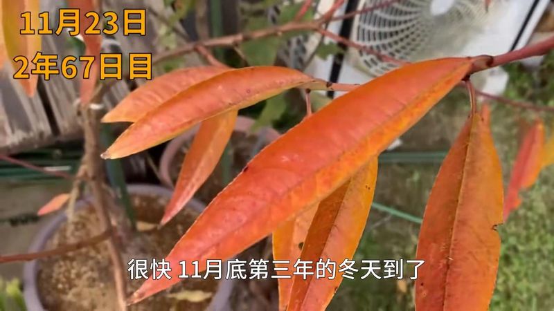 黄桃树的种植技术
