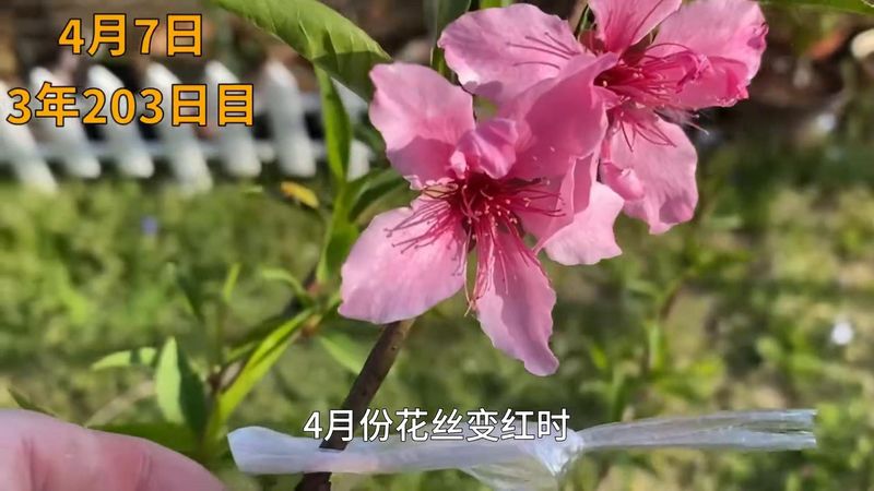 黄桃树的种植技术