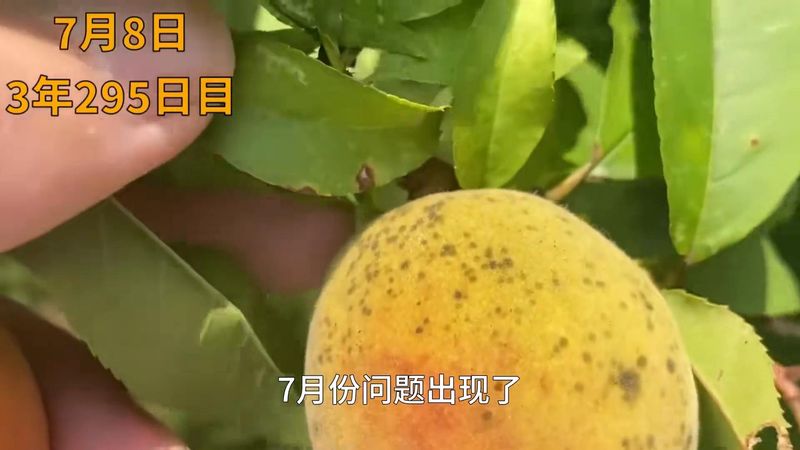 黄桃树的种植技术