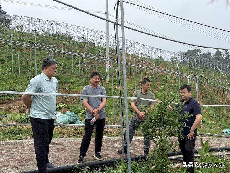 金桔种植技术与管理