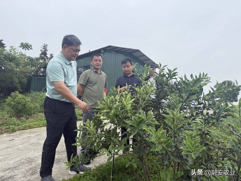 金桔种植技术与管理