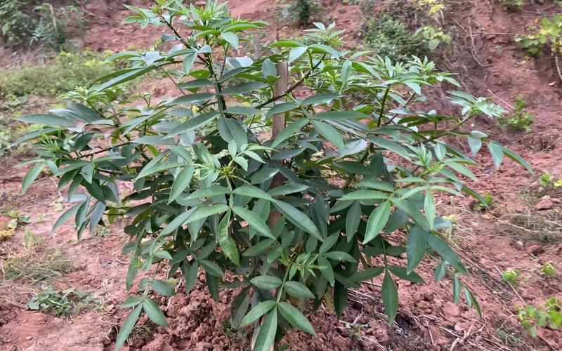 花椒树的种植方法