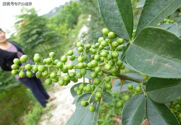 花椒树的种植方法