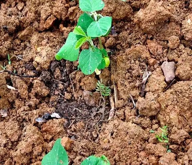 豆苗的种植方法