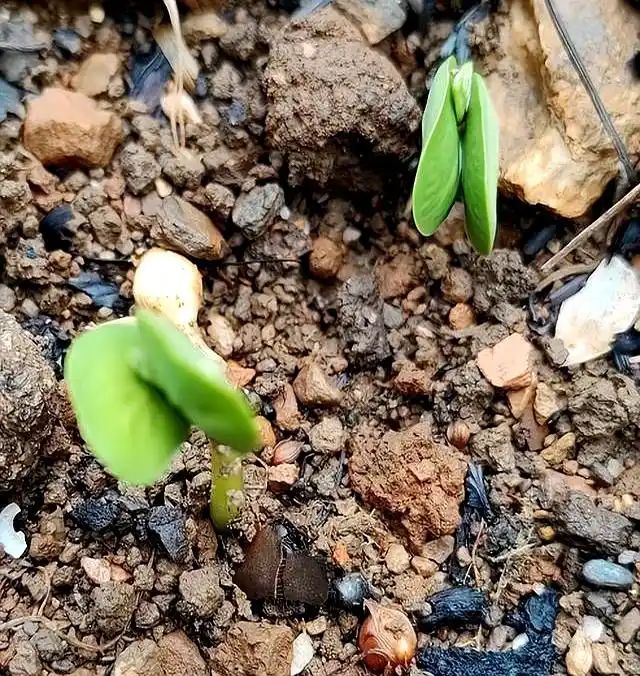 豆苗的种植方法