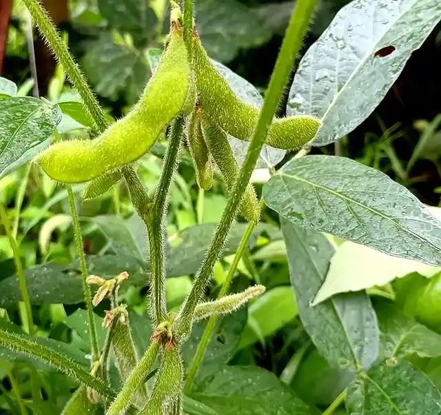 豆苗的种植方法