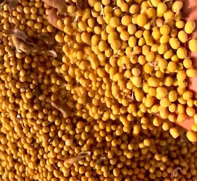 豆苗的种植方法