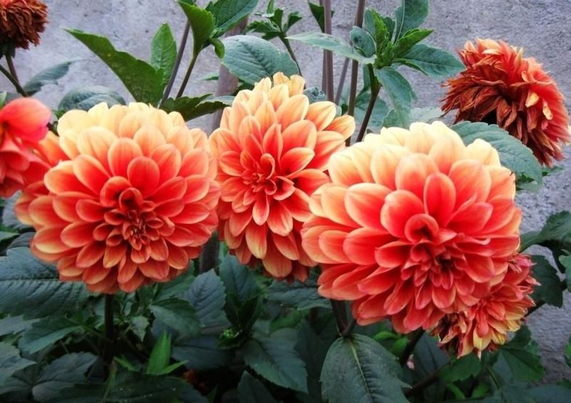 大丽花种植技术