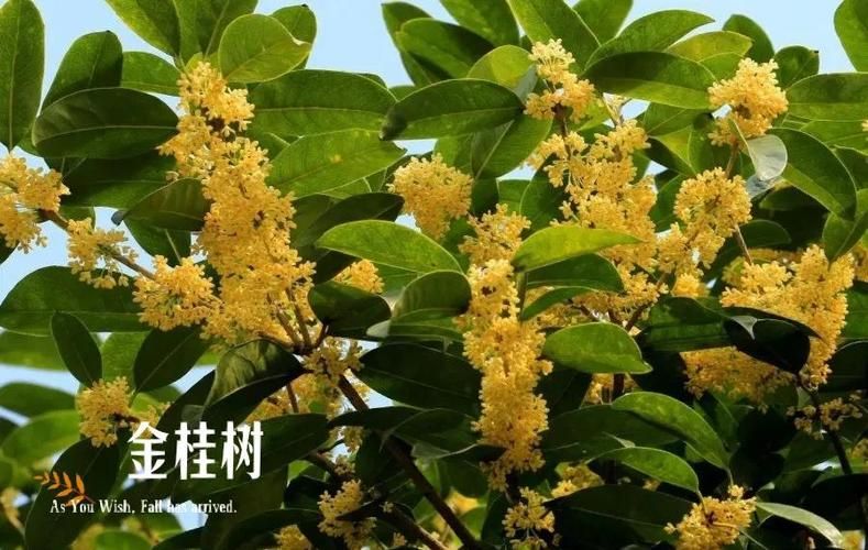 桂花树种子种植技术