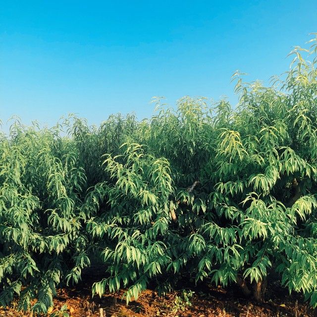 黄桃树的种植技术