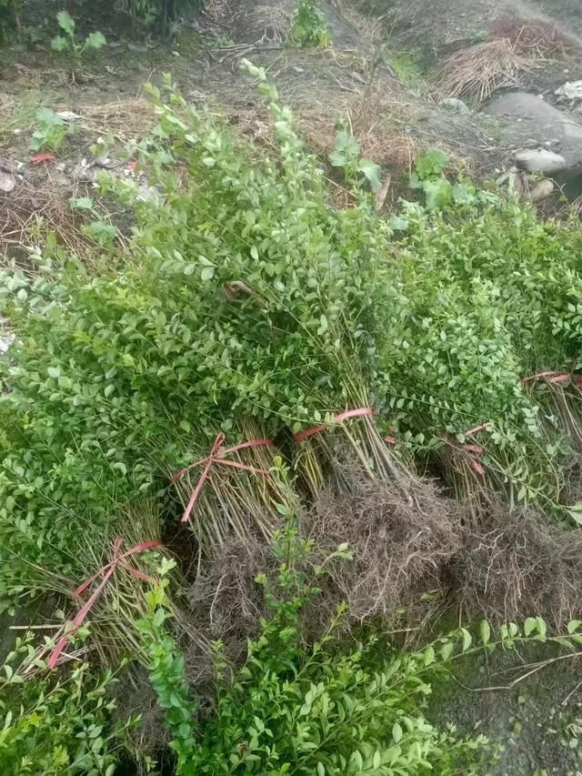 小叶女贞的种植方法