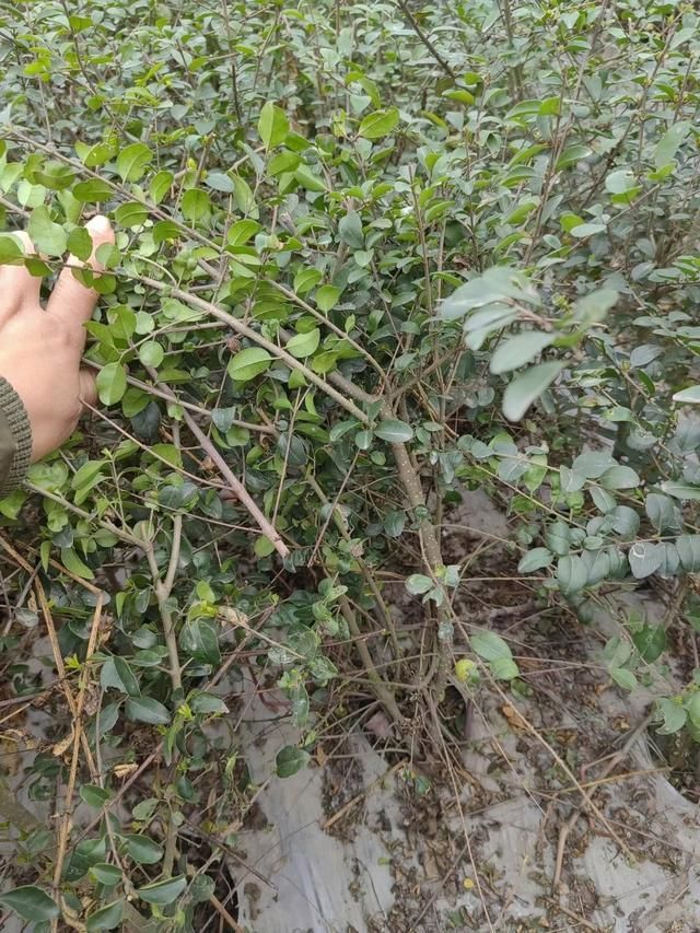 小叶女贞的种植方法