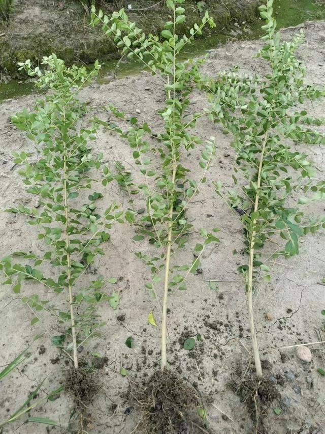 小叶女贞的种植方法