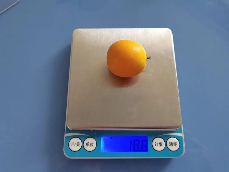 金桔种植技术与管理