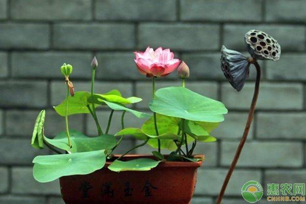 碗莲无土种植方法图解