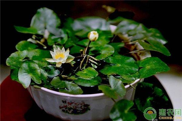 碗莲无土种植方法图解