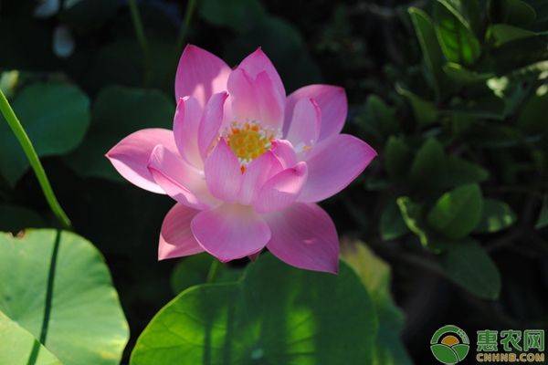 碗莲无土种植方法图解